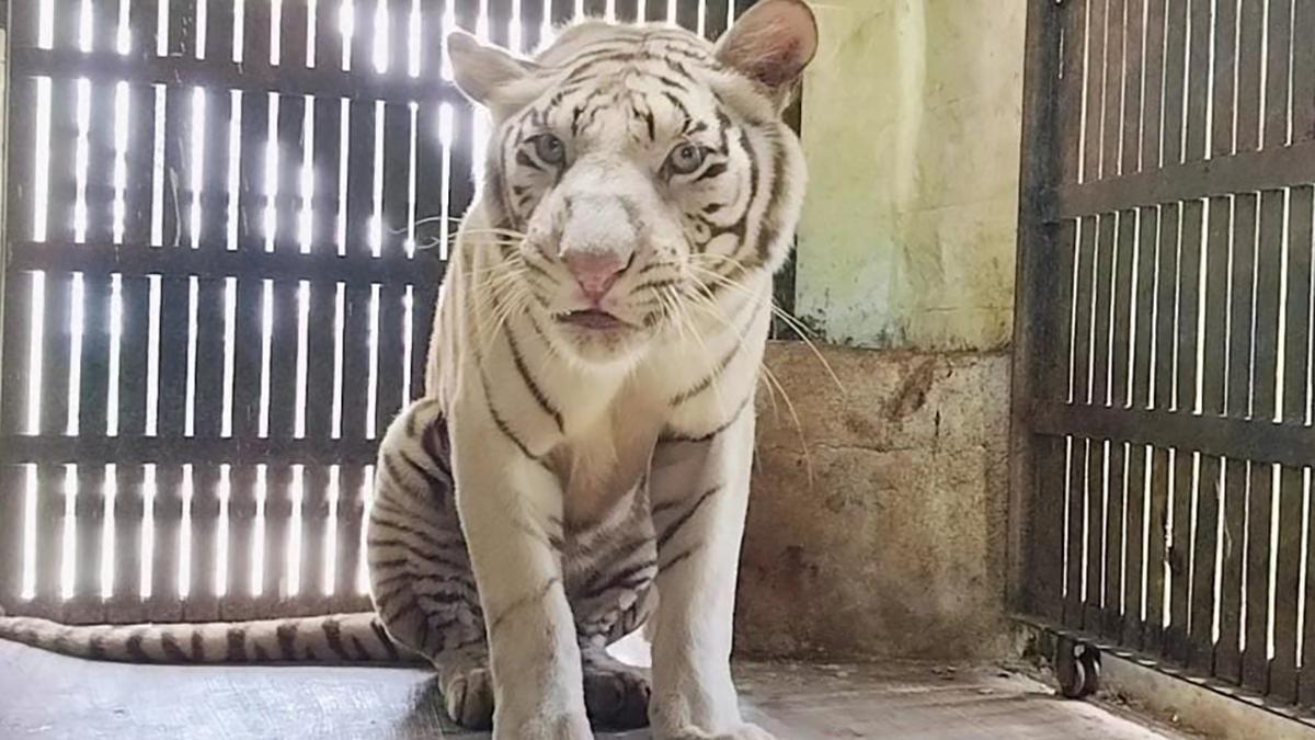 Animals involved in Telangana lorry accident arrive at Bannerghatta Biological Park in Bengaluru